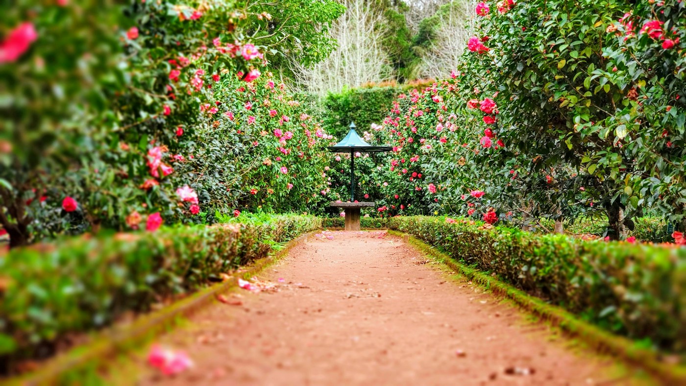 Tuinplanten