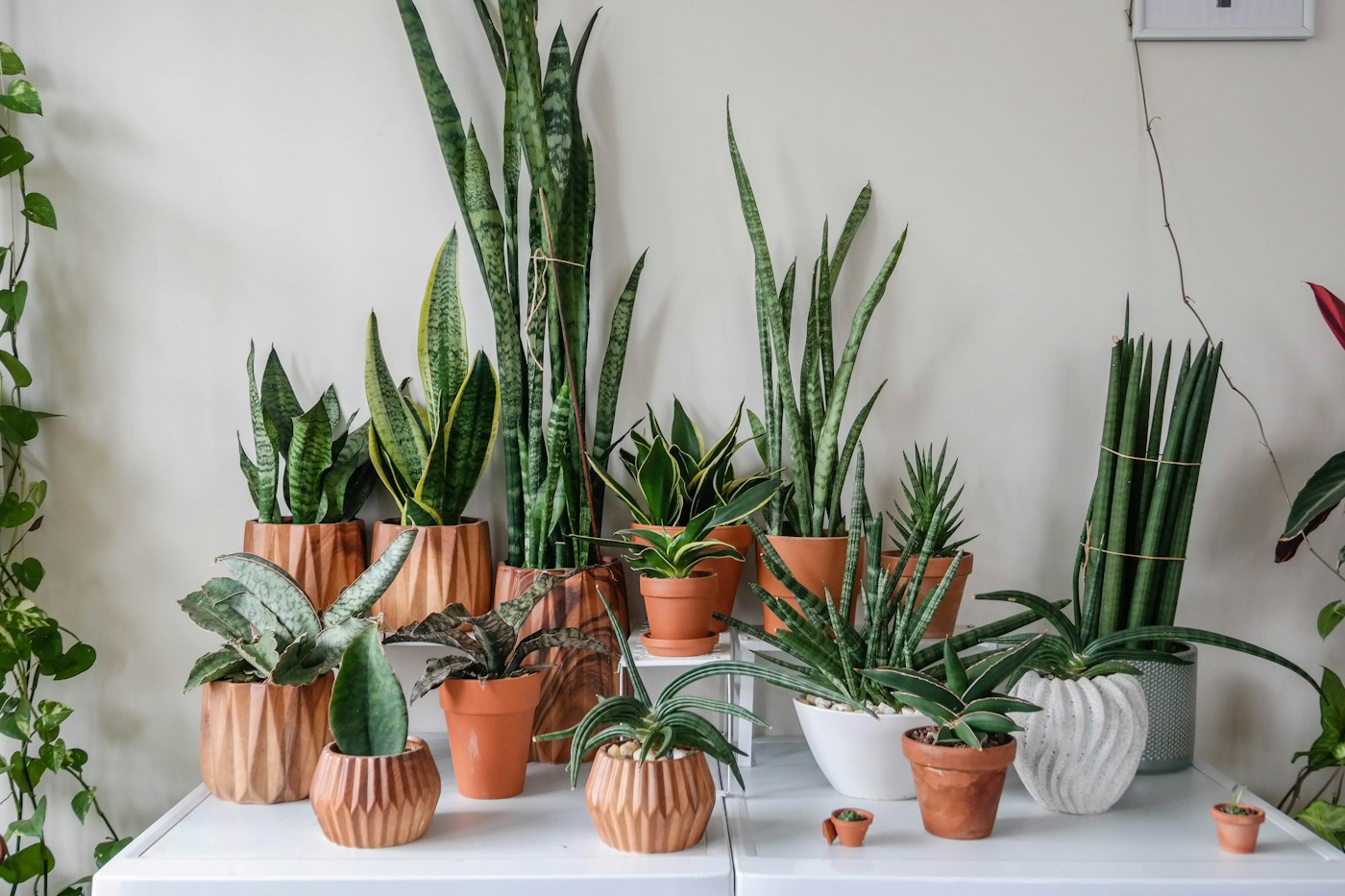 Kamerplanten